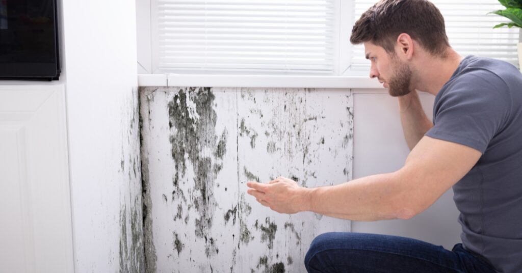 Understanding insurance policy for mold damage coverage